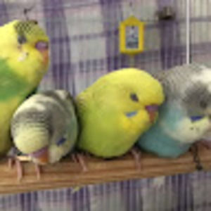 Meet your Posher, Iran